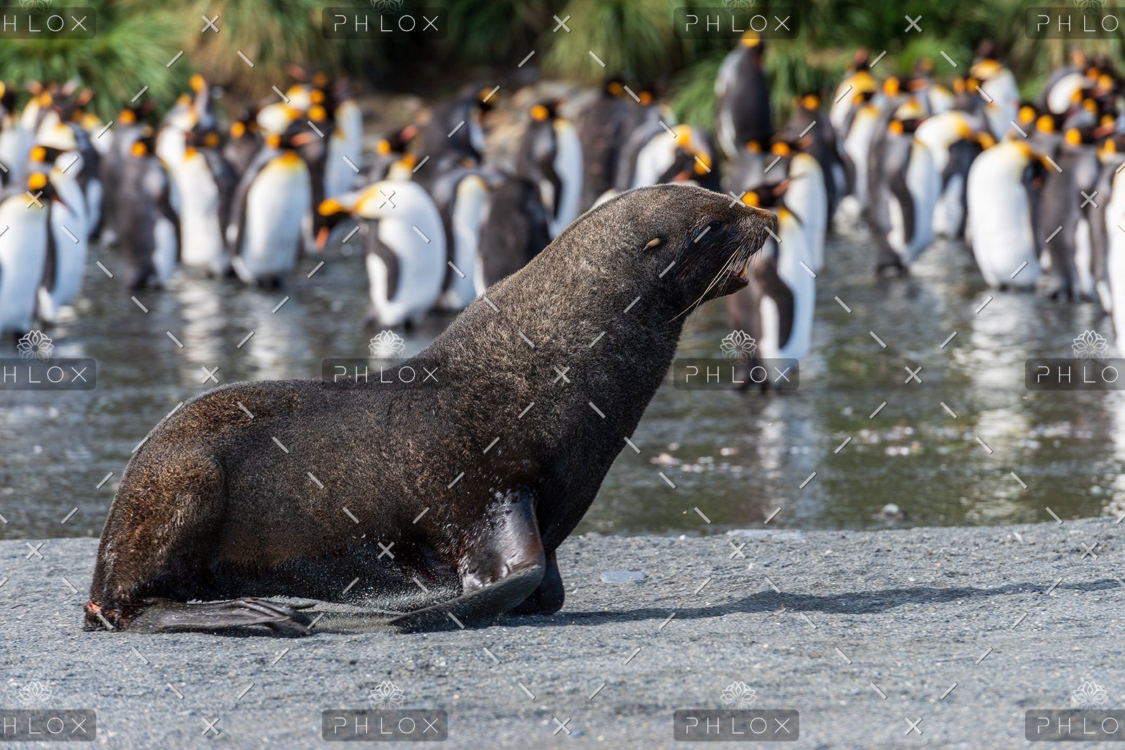 Turn your health into a high performing machine